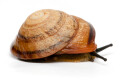 Pleurodonte marginella semiaperta Cuba adult